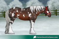 Horse Color:White Spotted Silver Brown Tobiano 