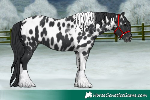 Horse Color:Black Tobiano Near Leopard 