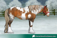 Horse Color:Chocolate Palomino Tobiano  and White Spotted Chocolate Palomino Blanket 