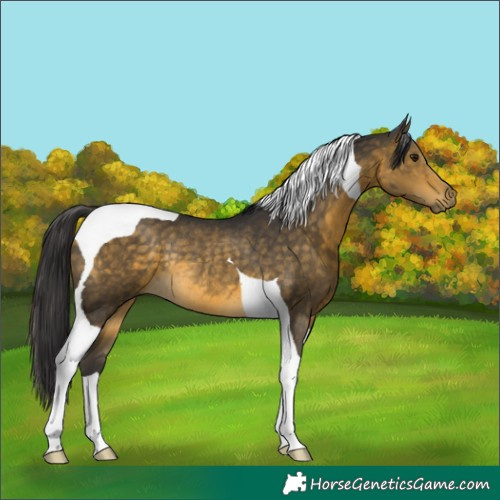 Horse Color:Buckskin Tobiano Rabicano 
