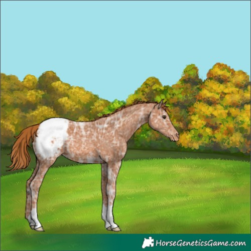 Horse Color:Chestnut Ice Appaloosa