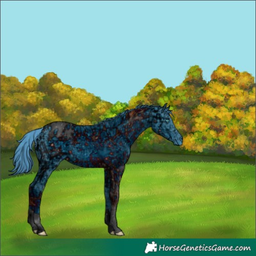 Horse Color:ERROR: UNKNOWN ANOMALY