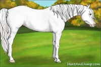 Horse Color:White Spotted Silver Buckskin Pearl Appaloosa
