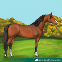 Horse Color:Bay 
