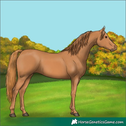 Horse Color:Chestnut 