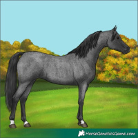 Horse Color:Blue Roan 