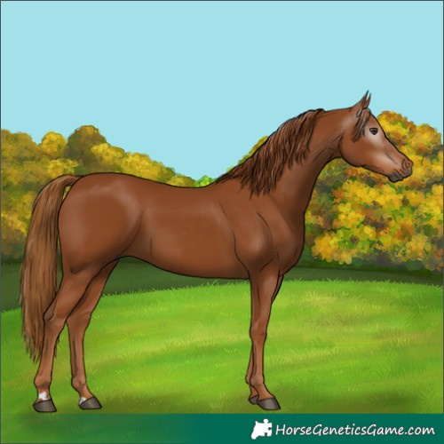 Horse Color:Gray Chestnut