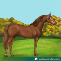 Horse Color:Gray Chestnut 