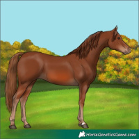 Horse Color:Chestnut 