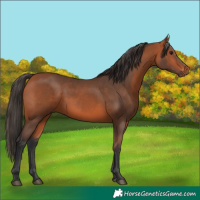 Horse Color:Bay 