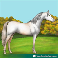 Horse Color:Gray Gold Champagne Dun 
