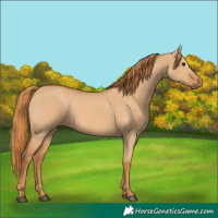 Horse Color:Red Dun 