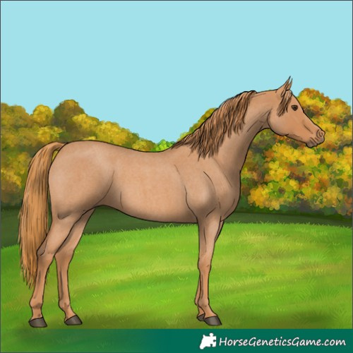 Horse Color:Red Roan 