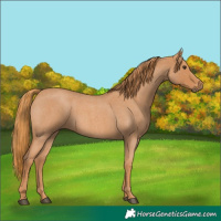 Horse Color:Red Roan 