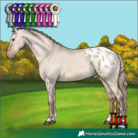 Horse Color:Red Dun Tobiano Appaloosa 