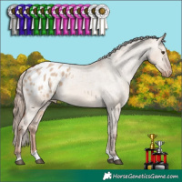 Horse Color:Red Dun Tobiano Appaloosa