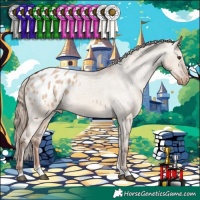 Horse Color:Red Dun Tobiano Appaloosa 