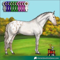 Horse Color:Red Dun Tobiano Appaloosa 