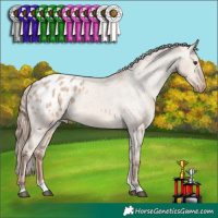 Horse Color:Red Dun Tobiano Appaloosa