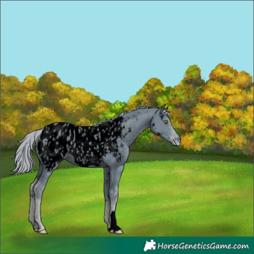 Horse Color:ERROR: UNKNOWN ANOMALY