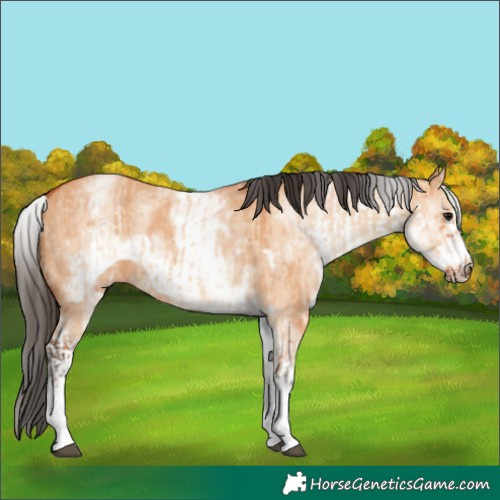 Horse Color:White Spotted Bay Dun Rabicano  and White Spotted Bay Dun Frame Rabicano 