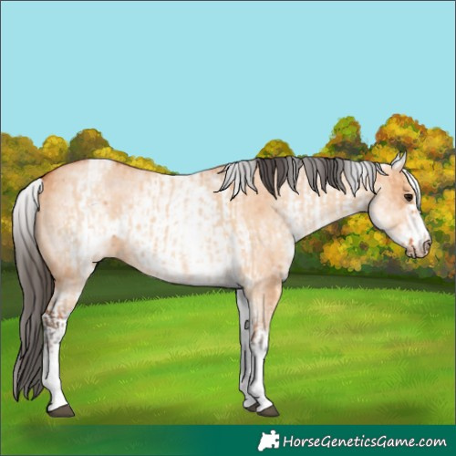 Horse Color:White Spotted Bay Dun Rabicano  and White Spotted Bay Dun Frame Rabicano 
