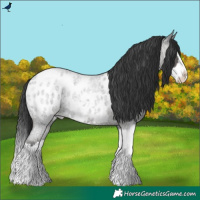 Horse Color:Blue Ice Roan Splash Appaloosa 