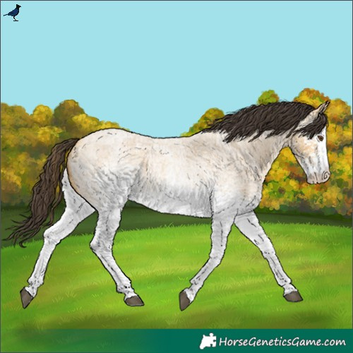Horse Color:White Spotted Buckskin Roan Dun