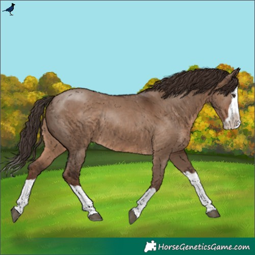 Horse Color:Liver Red Dun Splash