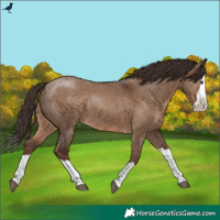 Horse Color:Liver Red Dun Splash 