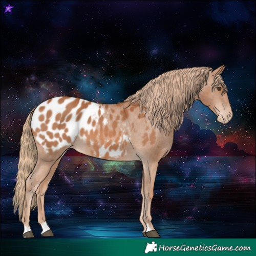 Horse Color:Chestnut Appaloosa