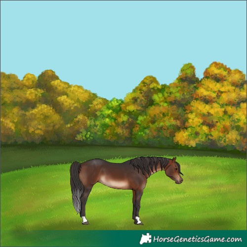 Horse Color:Brown 