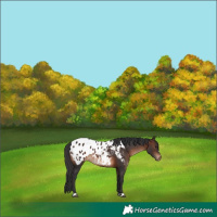 Horse Color:Brown Appaloosa 