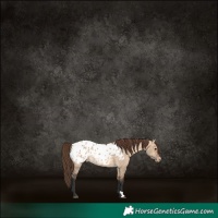 Horse Color:Bay Dun Appaloosa 