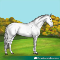 Horse Color:Gray Platinum White Spotted Brown Onyx Appaloosa 