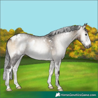 Horse Color:Gray White Spotted Brown Onyx Splash 