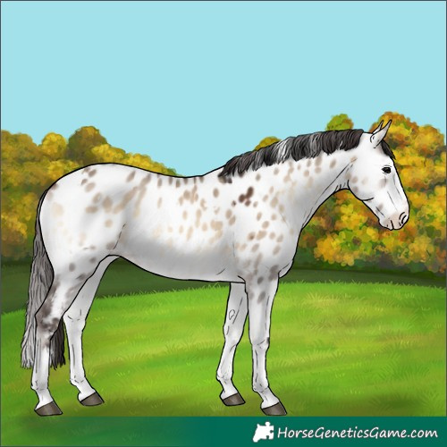 Horse Color:White Spotted Bay Onyx Splash Near Leopard