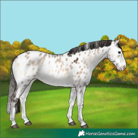 Horse Color:White Spotted Bay Onyx Splash Appaloosa 