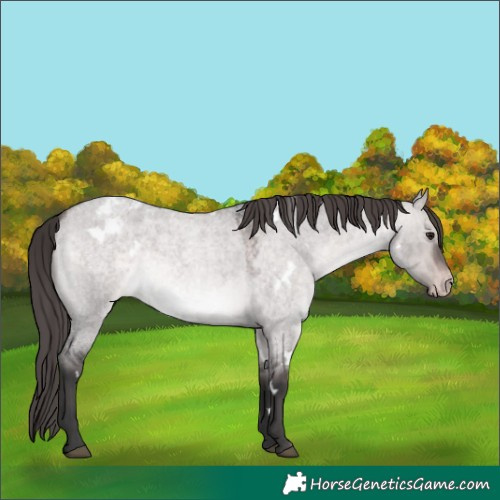 Horse Color:Platinum White Spotted Bay Roan Dun Blanket 
