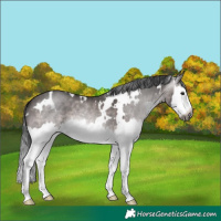 Horse Color:Gray Platinum White Spotted Brown Dun Splash 