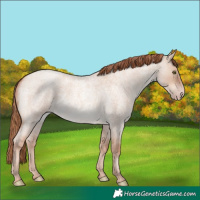 Horse Color:Gold Champagne Roan Dun 