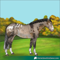 Horse Color:Buckskin and Brown Dun Appaloosa