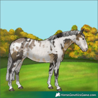 Horse Color:Buckskin and Brown Dun Blanket
