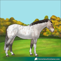 Horse Color:Brown Roan Dun Tobiano Appaloosa 