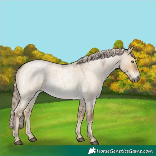 Horse Color:Chocolate Palomino Roan Dun