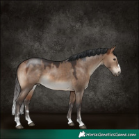 Horse Color:Bay Dun 