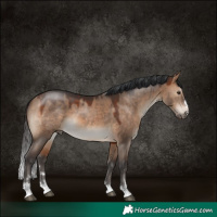 Horse Color:Bay Dun 