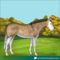 Horse Color:Buckskin Dun Splash Appaloosa 