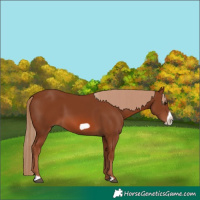 Horse Color:Chestnut Frame 