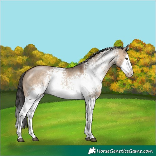 Horse Color:White Spotted Brown Dun Sabino Splash